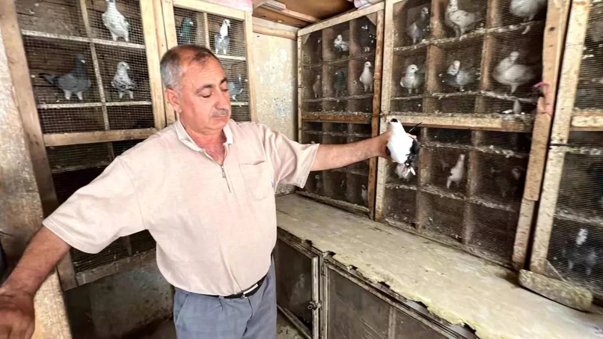 Depremde Güvercinlerini Kaybeden Emekli Esnaf Yeniden Kuş Beslemeye Başladı